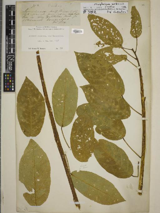 Steriphoma urbanii Eggers - BM010775544