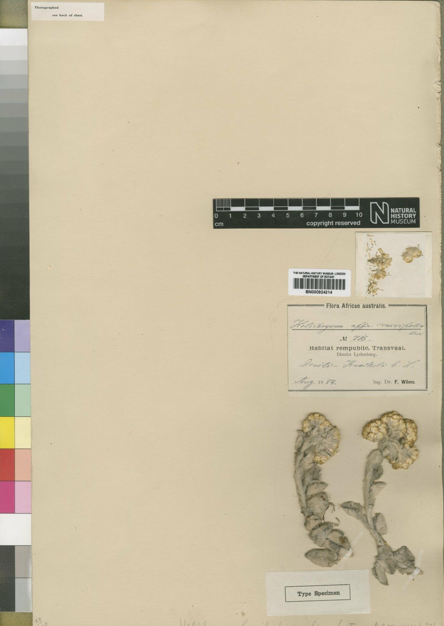 To NHMUK collection (Helichrysum homilochrysum Moore; Type; NHMUK:ecatalogue:4529242)