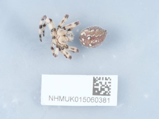 Araneus quadratus Clerck, 1757 - 015060381_2