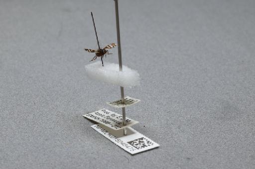 Herina frondescentiae (Linnaeus, 1758) - 015046475_additional_2