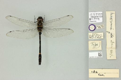 Macromia ida Fraser, 1924 - 013322952_dorsal