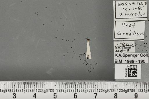 Liriomyza huidobrensis (Blanchard, E.E., 1926) - BMNHE_1487378_50317