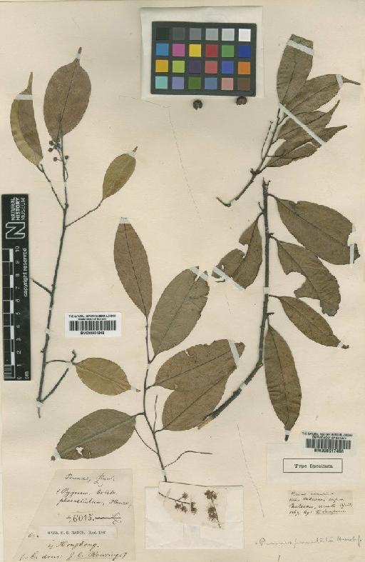 Prunus phaeosticta (Hance) Maxim - BM000617496