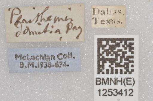Perithemis tenera Say, 1839 - BMNHE 1253412 Perithemis tenera specimen labels