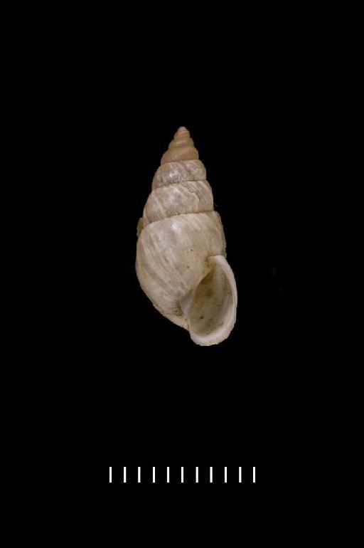 Bulimus cinereus Reeve, 1848 - 20100519, LECTOTYPE, Bulimus cinereus Reeve, 1848