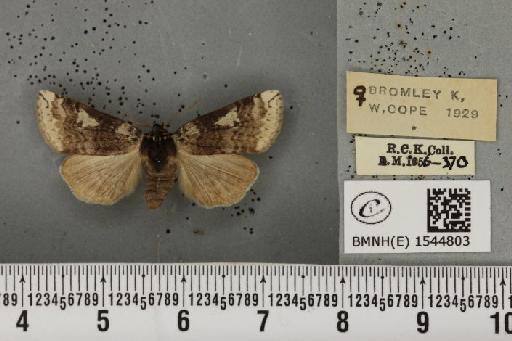 Tethea or or ab. permarginata Hasebroek, 1914 - BMNHE_1544803_236178