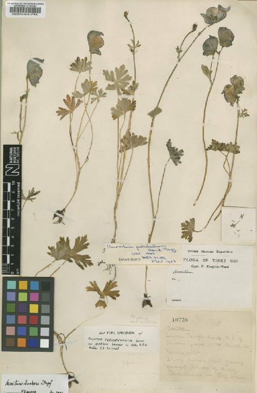 Aconitum szechenyianum Gáyer - BM000514424