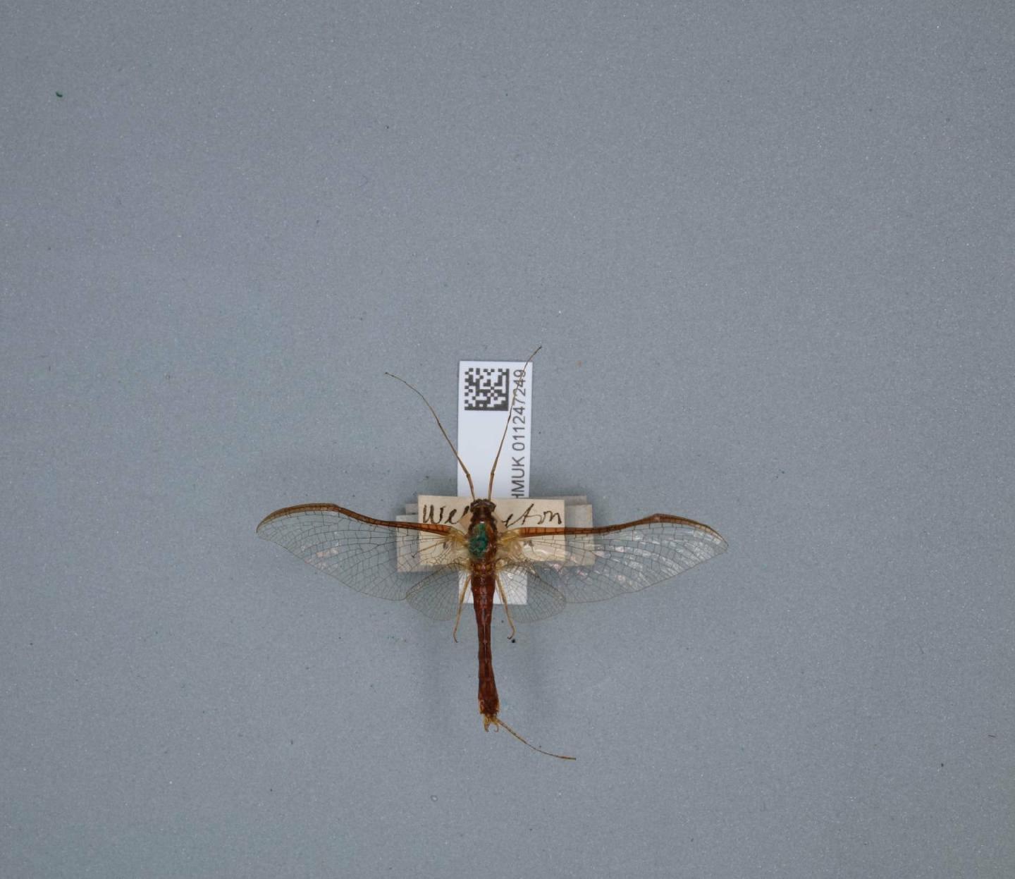 Ichthybotus hudsoni