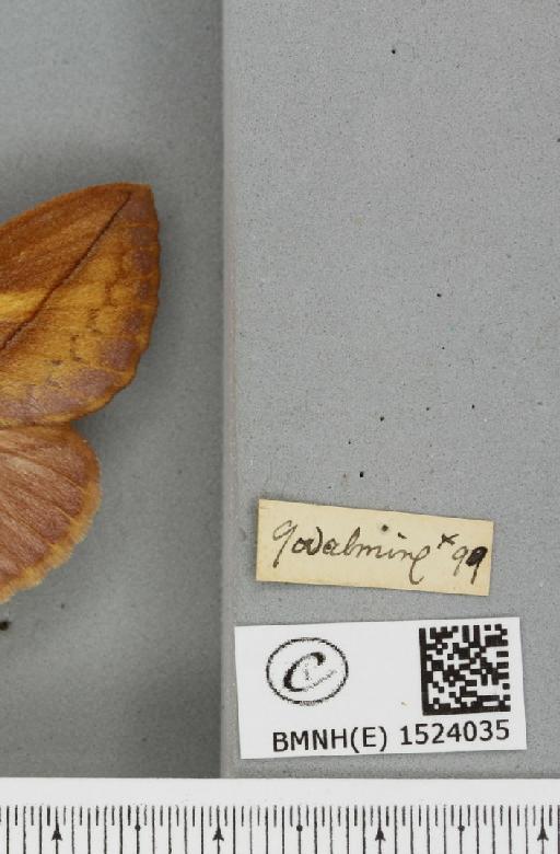Euthrix potatoria (Linnaeus, 1758) - BMNHE_1524035_label_197435
