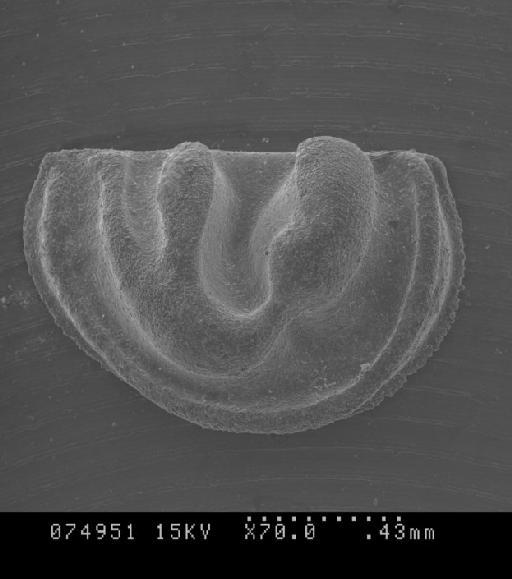 Iran_Silurian_ostracods_cgmh1174