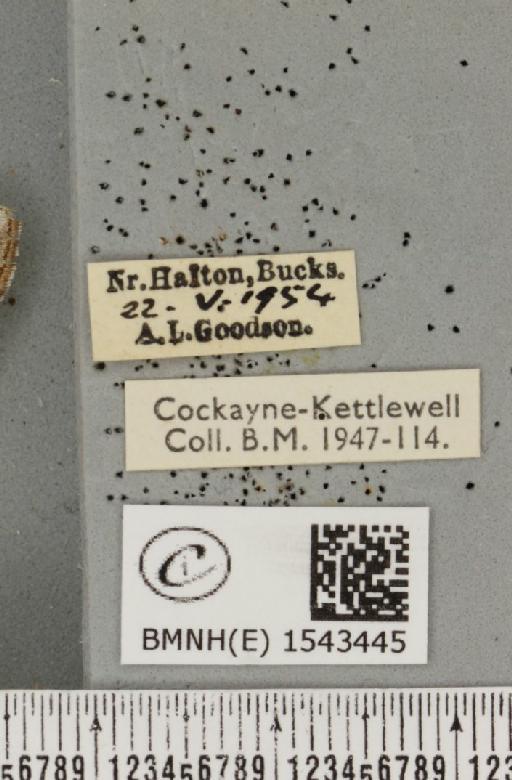 Pheosia tremula (Clerck, 1759) - BMNHE_1543445_label_245521