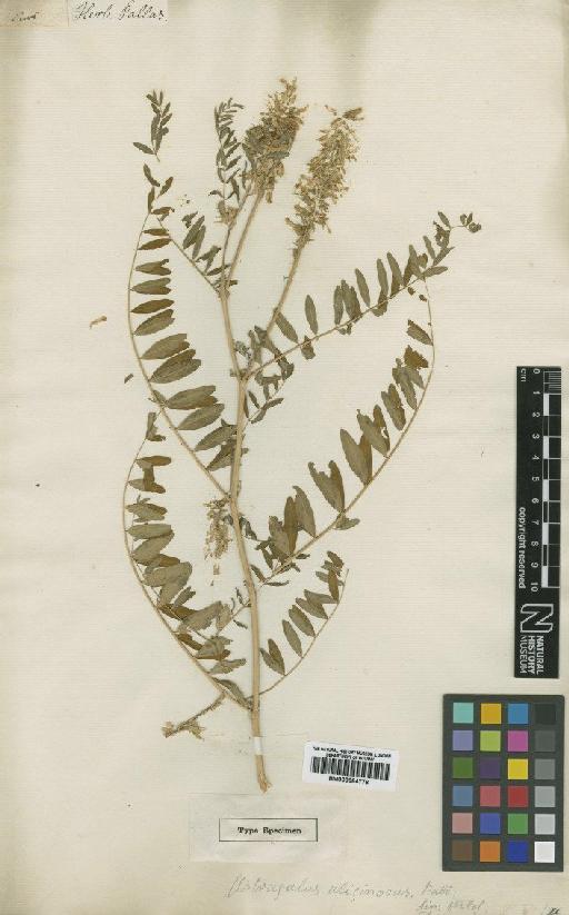 Astragalus uliginosus Pall. - BM000884776