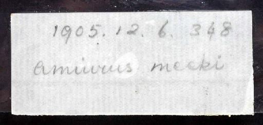 Amiurus meeki Regan, 1907 - 1905.12.6.348; Amiurus meeki; image of jar label; ACSI project image