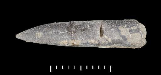 Parapassaloteuthis zieteni (Mayer-Eymar, 1884) - PI CC 1111 - belemnite