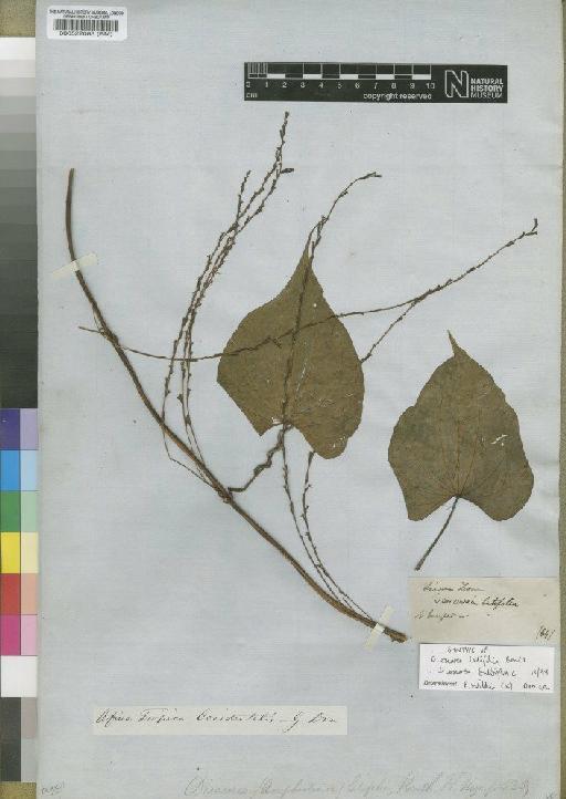 Dioscorea bulbifera L. - BM000522083