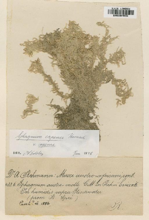 Sphagnum capense Hornsch. - BM000878954