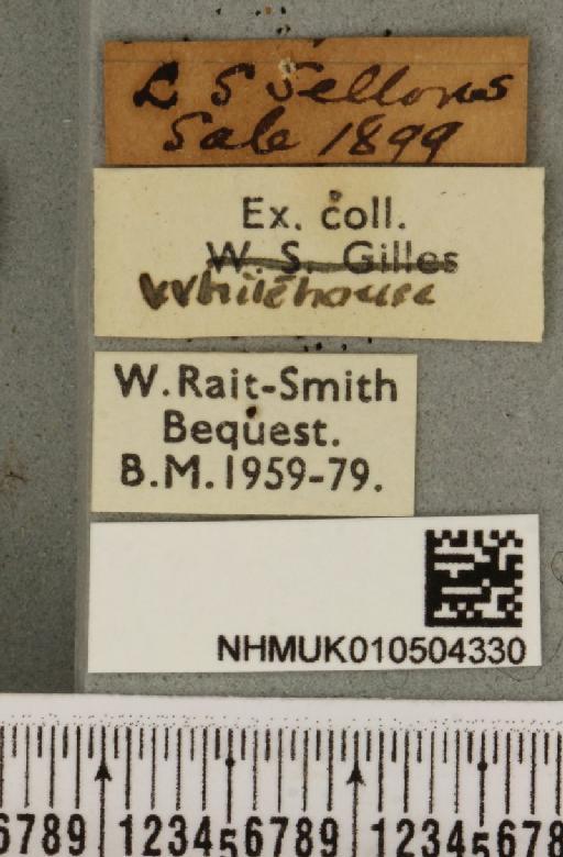 Acronicta auricoma (Denis & Schiffermüller, 1775) - NHMUK_010504330_label_562707