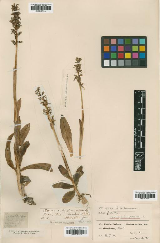 Orchis anthropophora (L.) All. - BM001057202.tif