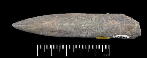 Acrocoelites (Odontobelus) levidensis (Simpson) - PI CC  927 - belemnite