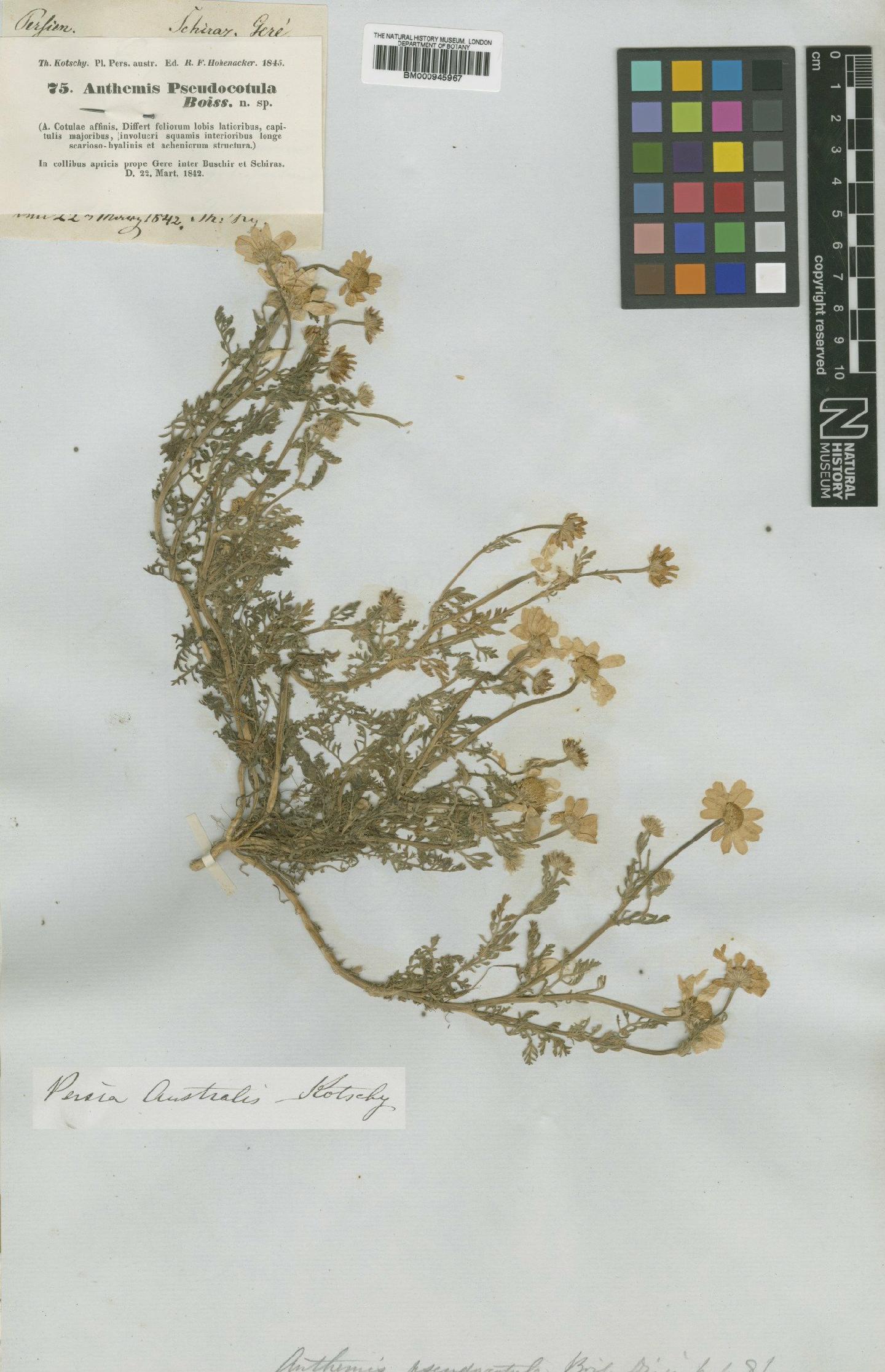 To NHMUK collection (Anthemis pseudocotula Boiss.; Type; NHMUK:ecatalogue:474113)