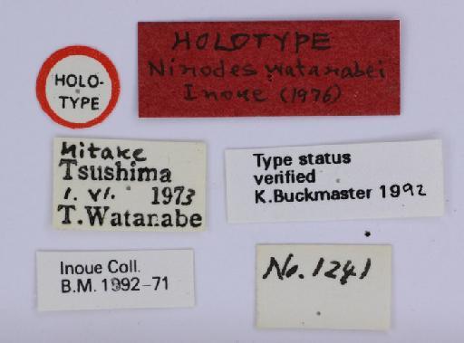 Ninodes watanabei Inoue, 1976 - Ninodes watanabei Inoue holotype 1377105 labels