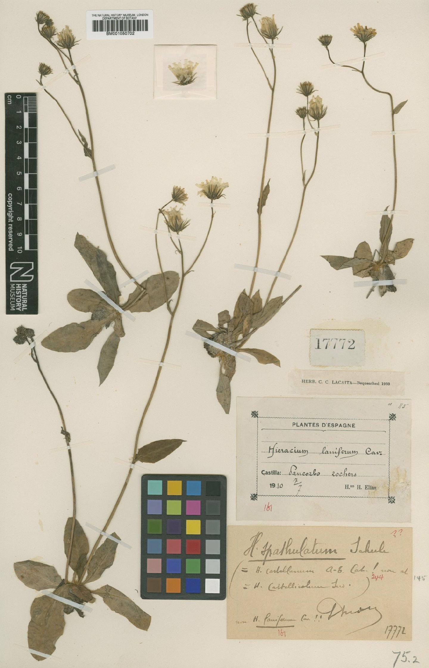 To NHMUK collection (Hieracium laniferum subsp. spathulatum (Scheele) Zahn; TYPE; NHMUK:ecatalogue:2398174)