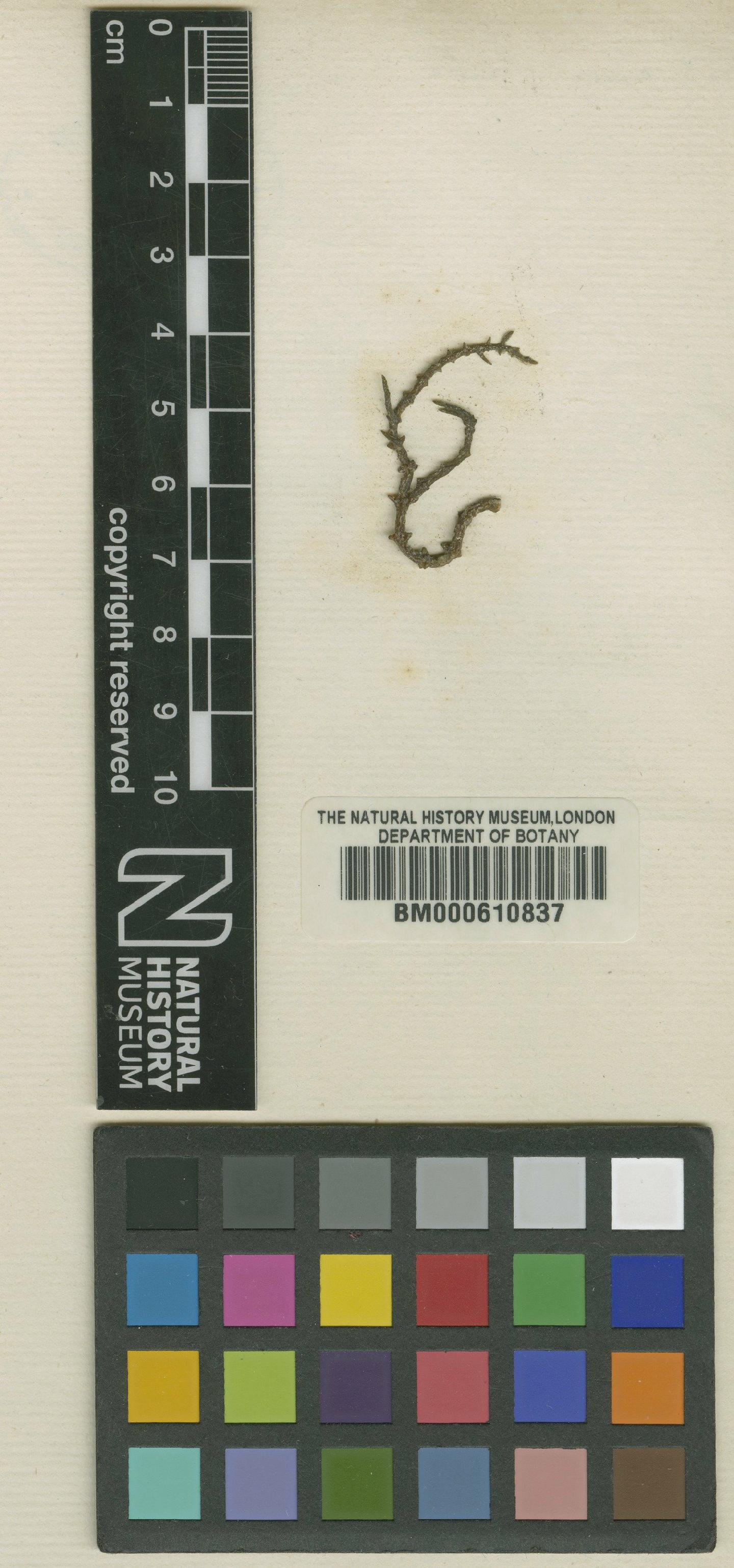 To NHMUK collection (Eucheuma denticulatum (Burm.f.) F.S.Collins & Hervey; TYPE; NHMUK:ecatalogue:4789289)