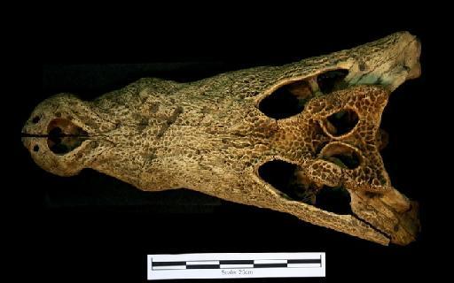 Crocodylus binuensis Baikie (1857) - ED_C_niloticus_64.8.8.12(cran)