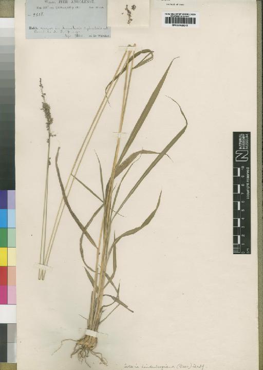 Setaria lindenbergiana (Nees) Stapf - BM000923243