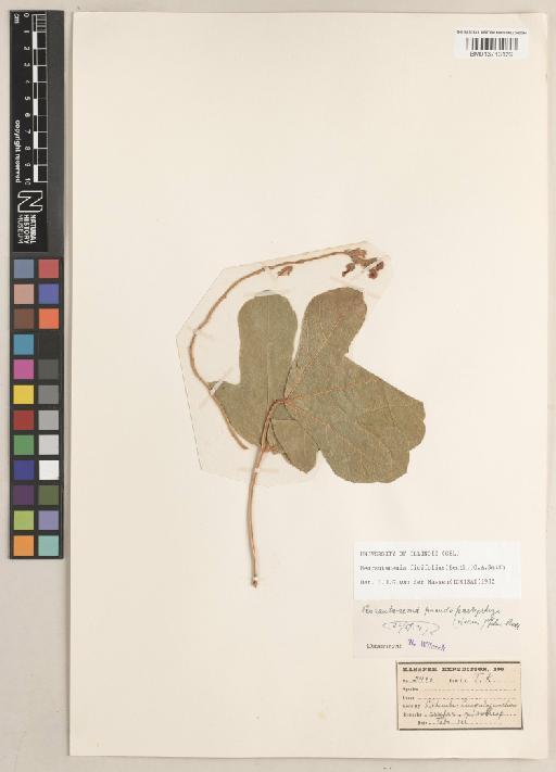 Neorautanenia ficifolia (Benth. ex Harv.) C.A.Sm. - BM013713129