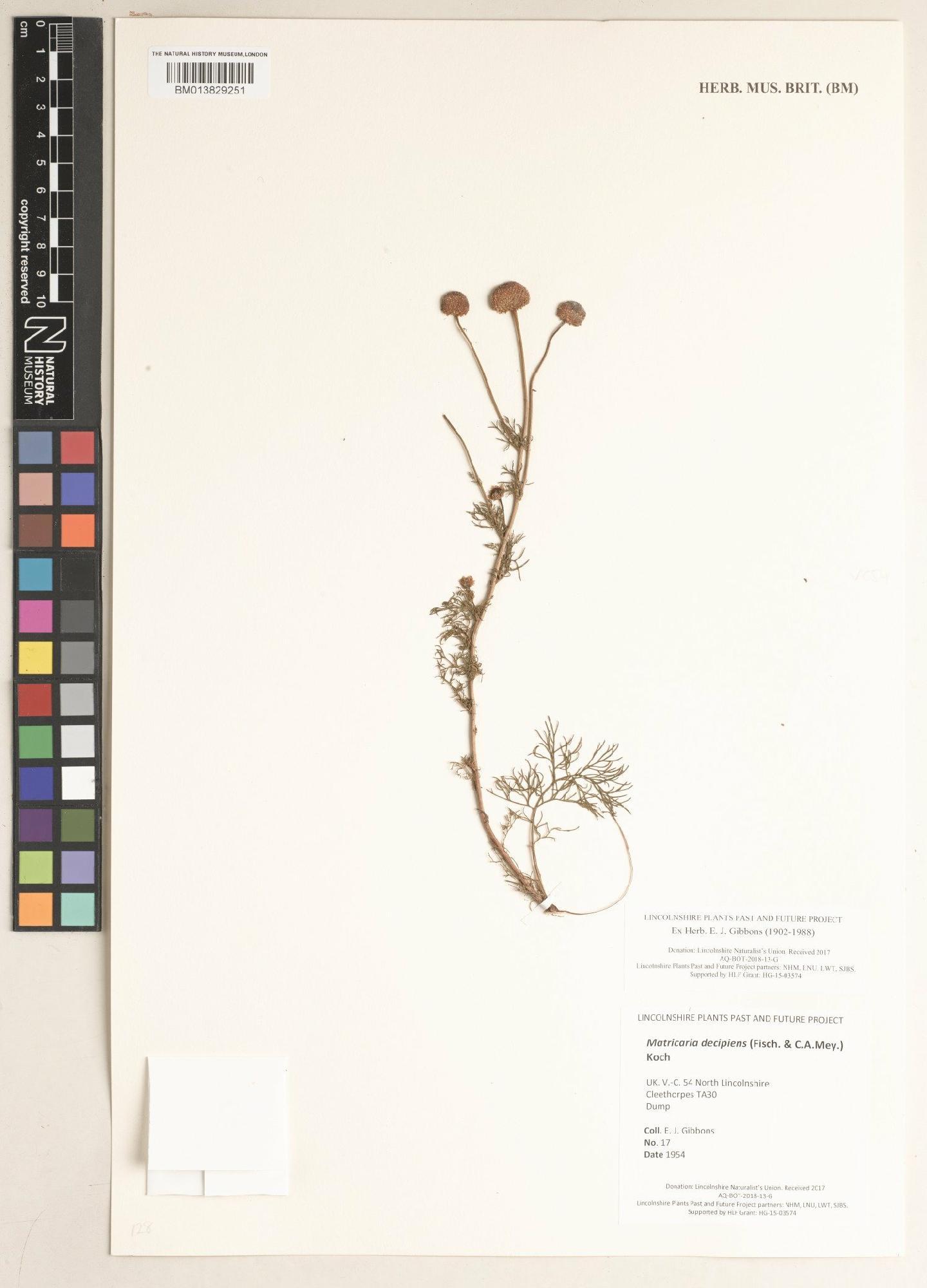 To NHMUK collection (Matricaria decipiens (Fisch. & C.A.Mey.) Koch; NHMUK:ecatalogue:9474940)