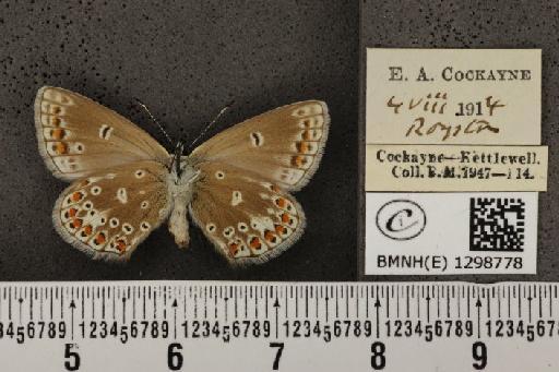 Polyommatus icarus icarus ab. antico-obsoleta Tutt, 1910 - BMNHE_1298778_149262