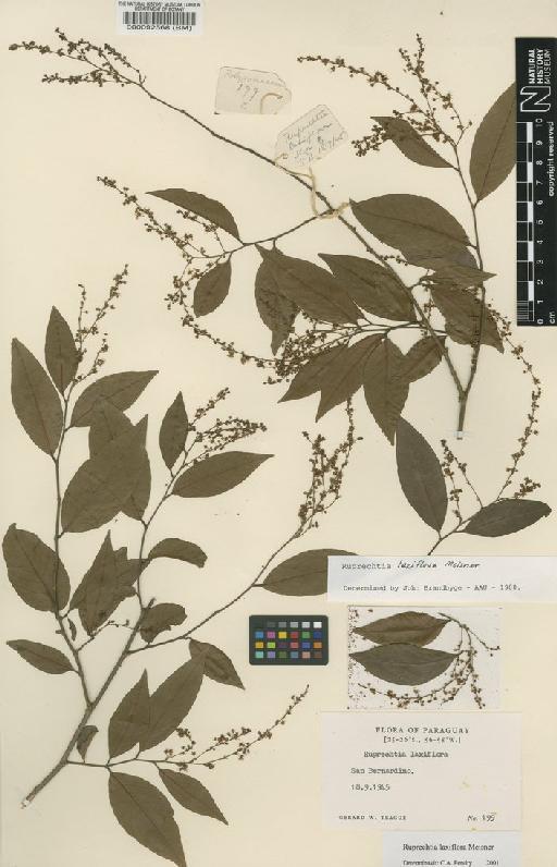 Ruprechtia laxiflora Meisn - BM000092568