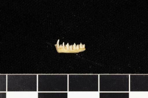 Rhinolophus ferrumequinum proximus Andersen,  1905 - 1881_3_1_10-Rhinolophus_ferrumequinum_proximus-Holotype-Skull-mandible-lateral