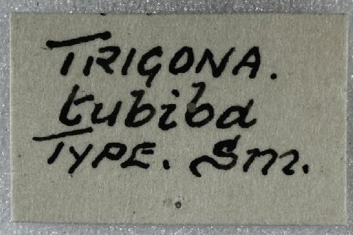 Scaptotrigona tubiba (Smith, F., 1863) - Trigona_tubiba-BMNH(E)970285- label4x