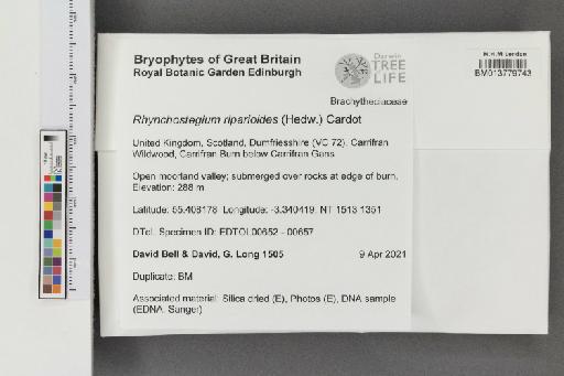 Rhynchostegium riparioides (Hedw.) Cardot - 013779743