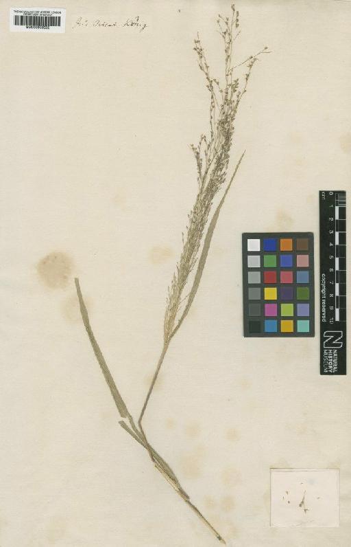 Panicum virgatum L. - BM000959568