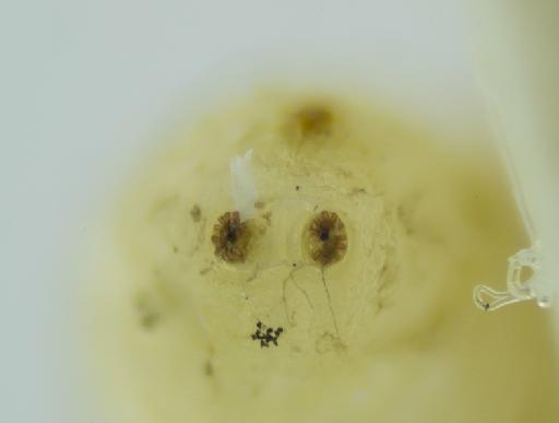 Melanagromyza fabae Spencer, 1973 - Melanagromyza fabae HT puparium