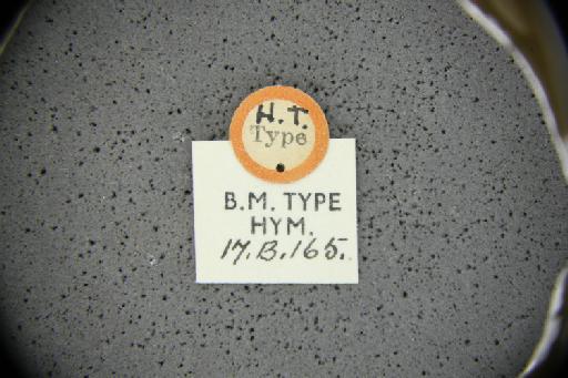 Xylocopa sonorina Smith, F., 1874 - Xylocopa_sonorina-NHMUK010265364-female-label_3