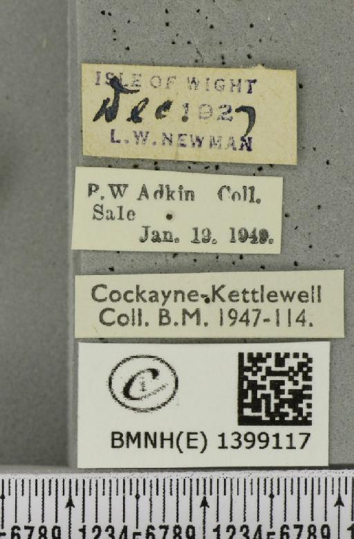 Poecilocampa populi (Linnaeus, 1758) - BMNHE_1399117_label_188894