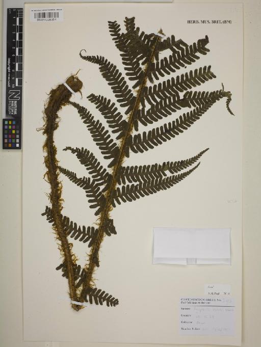 Dryopteris borreri Newman - BM011028354