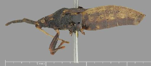 Homoeocerus badgleyi Distant, 1908 - Homoeocerus badgleyi-BMNH(E)884084-Holotype male lateral