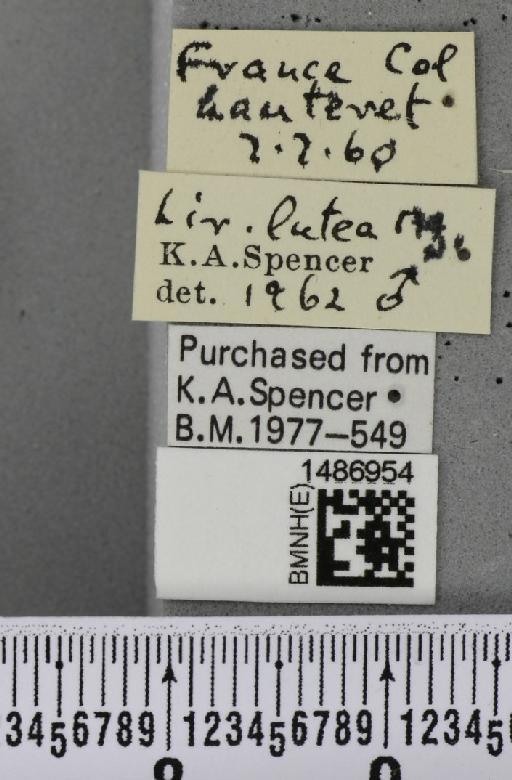 Liriomyza lutea (Meigen, 1830) - BMNHE_1486954_label_50557
