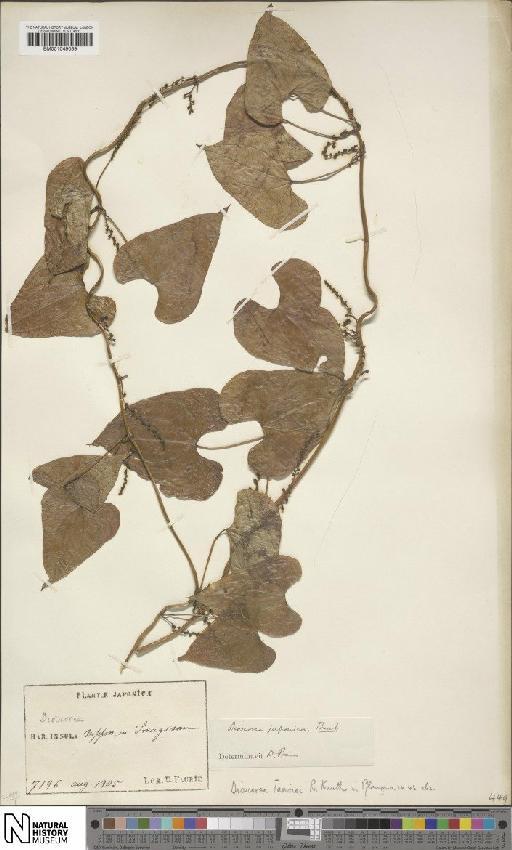 Dioscorea japonica var. japonica Thunb. - BM001049059