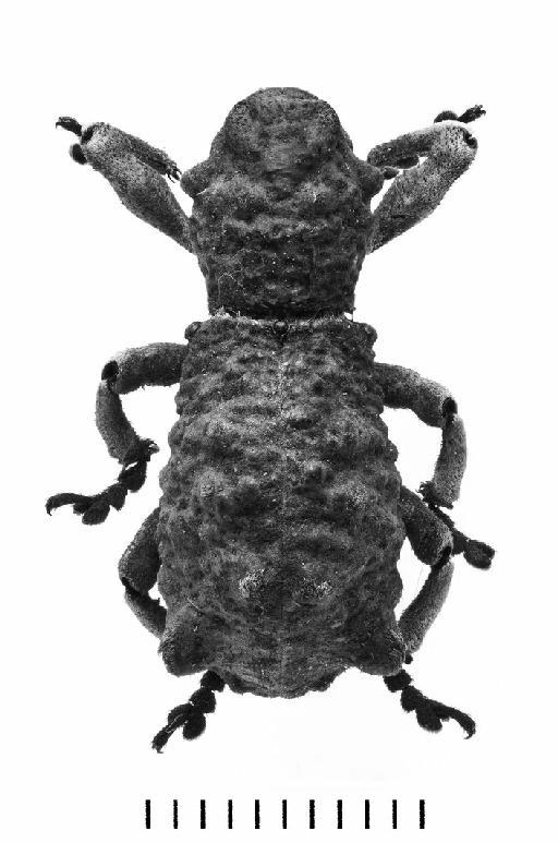 Lithinus superciliosus Klug, 1834 - Lithinus superciliosus-BMNH(E)127646-dorsal mono