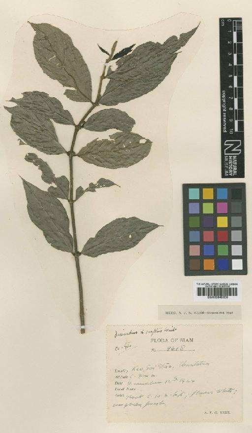 Lasianthus incomptus Craib - BM000945600