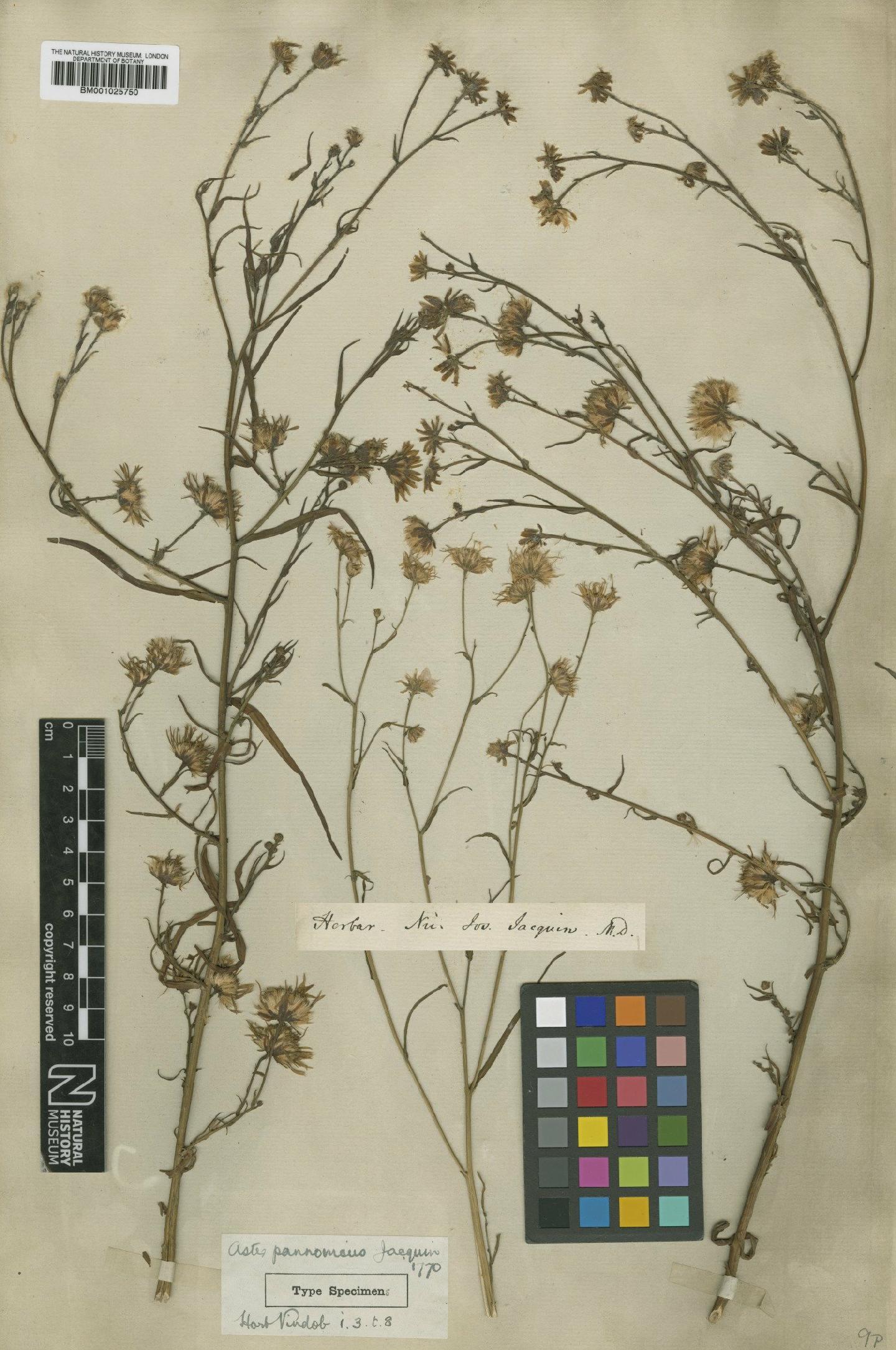 To NHMUK collection (Aster tripolium subsp. pannonicus Soó; Type; NHMUK:ecatalogue:1266771)