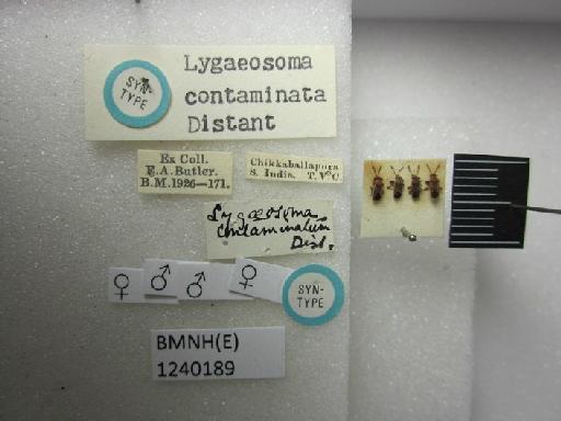 Lygaeosoma contaminata Distant, 1918 - Lygaeosoma contaminata-BMNH(E)1240189-Syntype female dorsal & labels