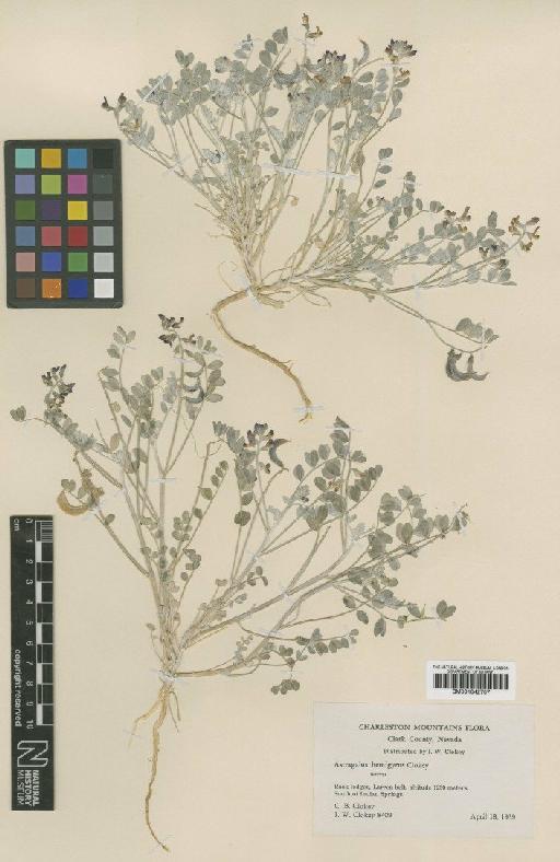 Astragalus mohavensis var. hemigyrus (Clokey) Barneby - BM001042707