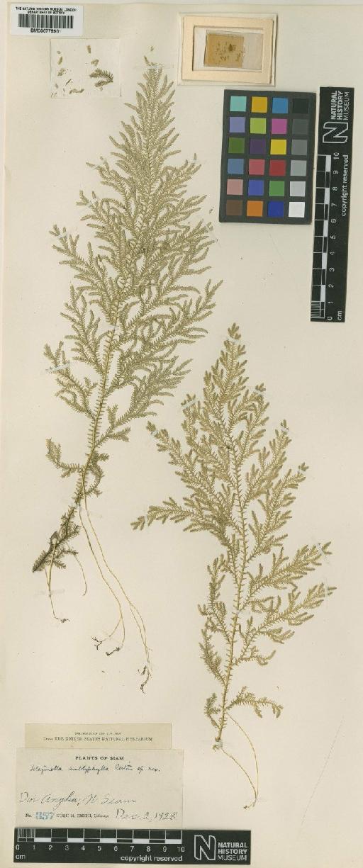 Selaginella amblyphylla Alston - BM000779901